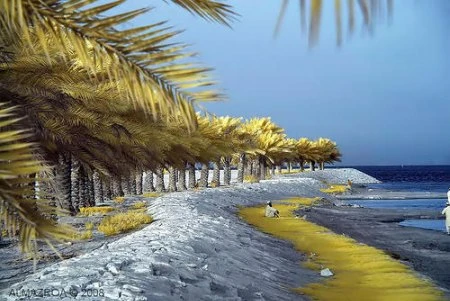 Độ tương phản màu đẹp lạ qua ảnh hồng ngoại ảnh 15