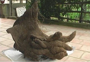 Đổ xô đi xem củ khoai 11,5kg hình bàn tay khổng lồ ảnh 1