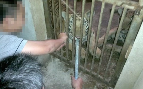 Kỳ 2: Tận mắt xem "tát hổ, nhổ râu hùm" ảnh 3