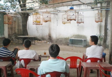 Vụ bắt độ đá chim ở Tân Bình: Hết dịch, chơi chim vẫn bị thu chim hủy ảnh 1 Vụ bắt độ đá chim ở Tân Bình: Hết dịch, chơi chim vẫn bị thu chim hủy ảnh 1