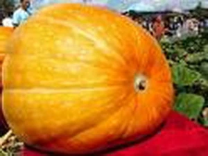 (Ảnh minh họa: Internet).