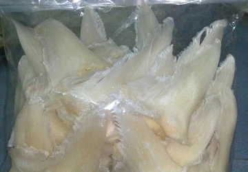 Vi cá mập không thể phòng trị ung thư ảnh 1