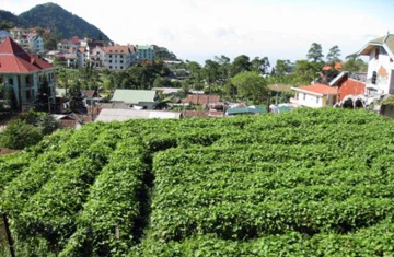 Tam Đảo hớp hồn du khách dịp nghỉ Lễ ảnh 3