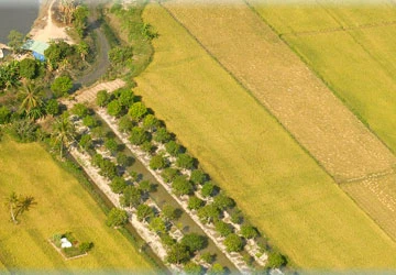 Cánh đồng mẫu lớn - Bài 2: Chưa kết hợp nông công nghiệp ảnh 2