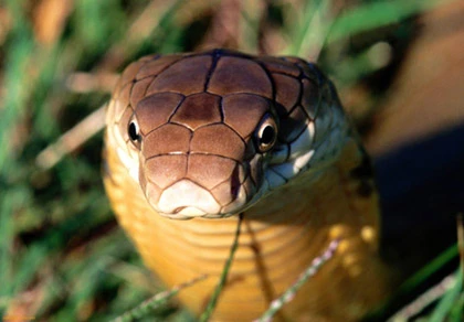 Người cắn chết rắn hổ mang ảnh 1 Người cắn chết rắn hổ mang ảnh 1