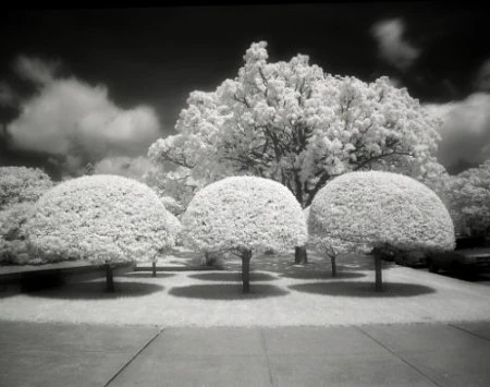 Độ tương phản màu đẹp lạ qua ảnh hồng ngoại ảnh 29