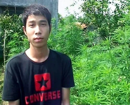 Triệt phá vườn cần sa sau… nhà văn hóa ảnh 1