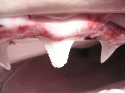 Phú Yên: Bắt được cá mập dài 5m ảnh 8