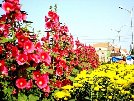 Mai “khủng” giá 150 triệu đồng ảnh 6