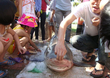 Cá mập sa lưới tại vùng biển Quy Nhơn ảnh 1