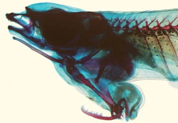 Cá có bộ phận sinh dục ở đầu ảnh 2