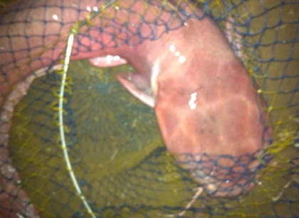 Câu được cá trê hồng khổng lồ dài hơn 1m ảnh 5