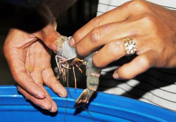 Không bơm tạp chất thì không tồn tại? ảnh 3