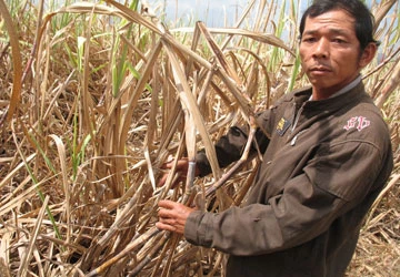 Công ty thu mua chậm, người trồng mía khốn đốn ảnh 1