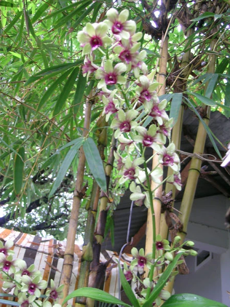 Chùa Phước Long, Cam Ranh ảnh 22