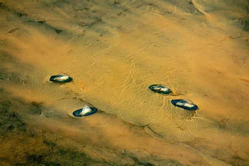 Sinh vật biển khốn đốn với thảm họa dầu loang ảnh 7