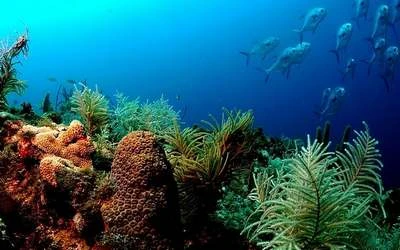 Download bộ hình nền chủ đề “Cuộc sống đại dương” ảnh 4