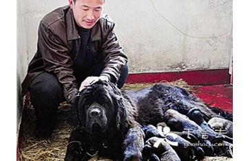 Chó ngao Tây Tạng sinh được 26 con một lứa ảnh 1