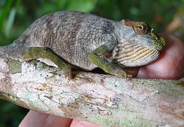 Phát hiện loài tắc kè sống trong miệng rắn ảnh 1