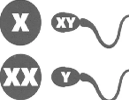 Tại sao đàn ông biến thành phụ nữ ảnh 1