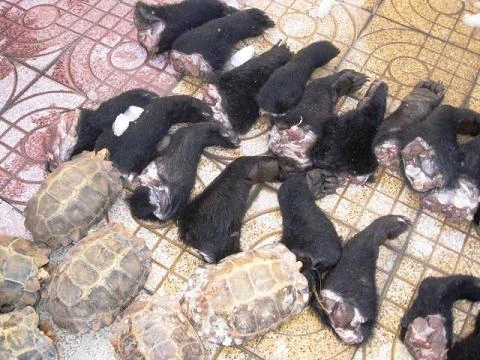 30 chân gấu, 7 con rùa đi xe khách biển số Lào ảnh 1