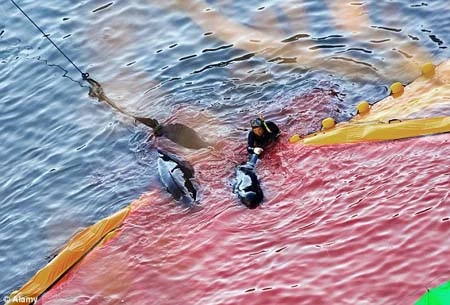 Hãi hùng cảnh cá heo bị xẻ thịt hàng loạt trên biển Nhật Bản ảnh 9