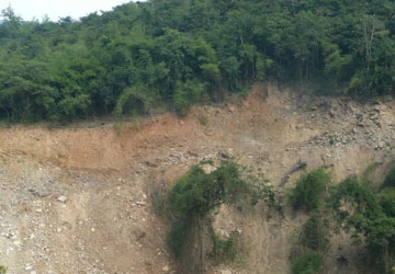 Về việc cho nước ngoài thuê đất trồng rừng: Các địa phương nói gì? ảnh 1