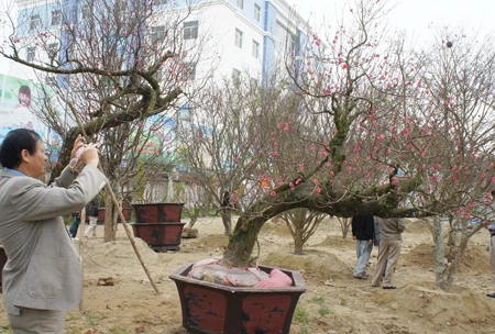 Đào đá, đào Lào, đào Nhật Tân cổ thụ... đổ về Vinh ảnh 1