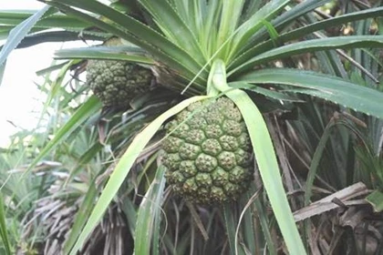 Bài thuốc chữa bệnh gan, thận từ dứa dại ảnh 1