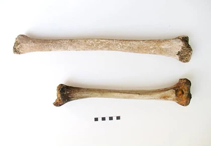 Bí ẩn xương "người khổng lồ" ở Ý ảnh 1