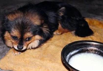 Chó nhịn ăn đến chết vì nhớ chủ ảnh 1