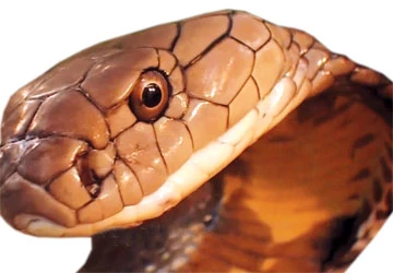 Đạo của thây rắn hổ ảnh 1 Đạo của thây rắn hổ ảnh 1