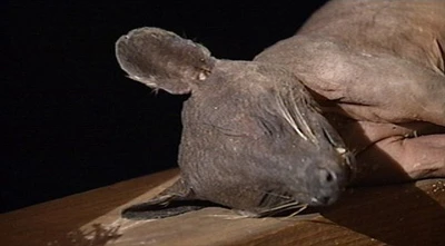 Bắt được quái thú Chupacabra huyền thoại? ảnh 2 Bắt được quái thú Chupacabra huyền thoại? ảnh 2