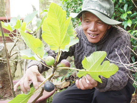 Nghệ nhân Mười Lời bên cây sung ngọt có nguồn gốc từ Tây Á