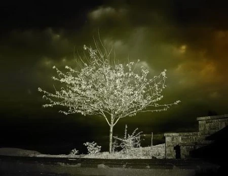 Độ tương phản màu đẹp lạ qua ảnh hồng ngoại ảnh 9