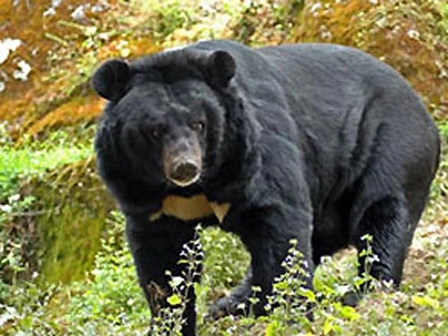 Dùng mật gấu nhiều dẫn tới xơ gan, ung thư! ảnh 1