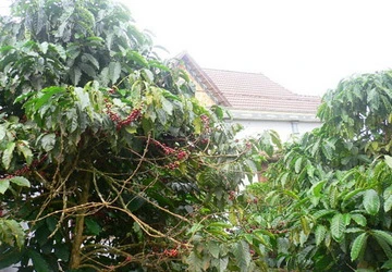 Xúc tiến kiện đòi thương hiệu cà phê Buôn Ma Thuột ảnh 1