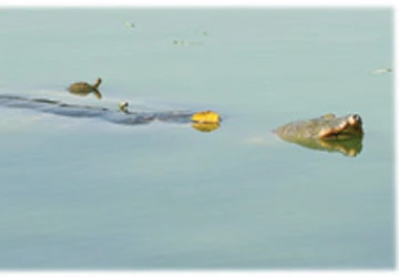 Rùa tai đỏ đe dọa cụ Rùa hồ Gươm ảnh 1