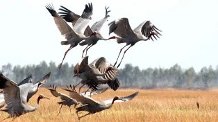 Tràm Chim trở thành khu ramsar 2.000 của thế giới ảnh 1