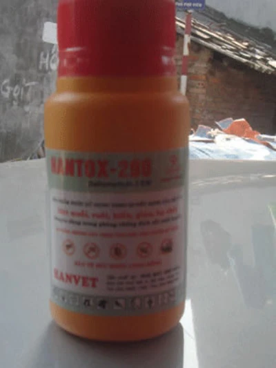 Ổ bọ xít tại Nghĩa trang Bồ Đề không phải loài hút máu ảnh 2