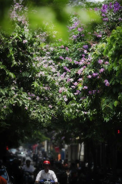 Bằng lăng tím vẫy gọi hè ảnh 4