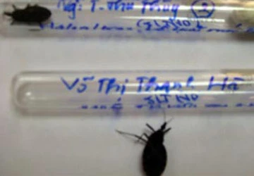 Đà Nẵng: Người dân cung cấp 4 con bọ xít cắn người ảnh 1