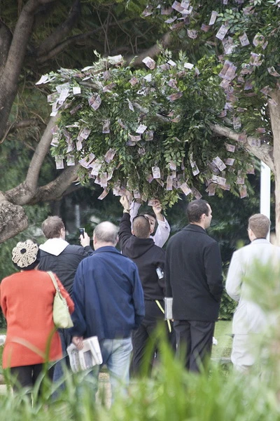 Cây "mọc" ra tiền ảnh 6