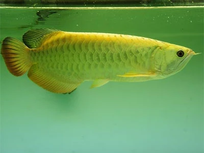 Rao bán cá rồng giá trên 100 triệu đồng ảnh 2 Rao bán cá rồng giá trên 100 triệu đồng ảnh 2