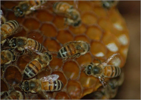 Nguồn gốc của các thuật ngữ công nghệ phổ biến ảnh 3