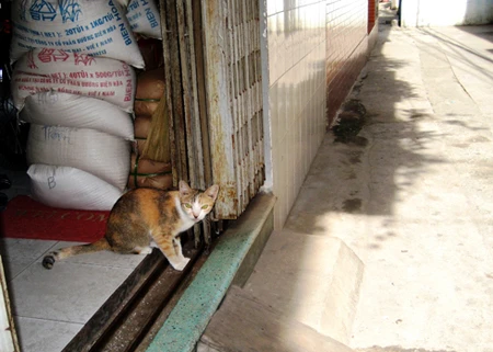 Láng giềng bất hòa vì... chó ảnh 2