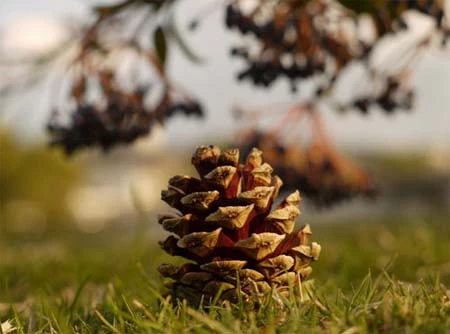 Ống kính cho máy ảnh Micro Four Thirds ảnh 5