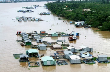 “Đại gia” làng cá bè Mỹ Tho ảnh 1