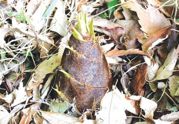 Phòng ngộ độc do măng tươi ảnh 1