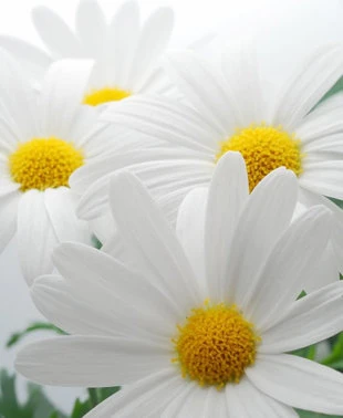 Làm đẹp nhờ hoa ngày Tết ảnh 3